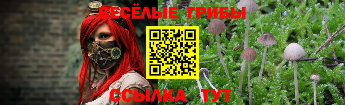 Псилоцибиновые грибы GOLDEN TEACHER Узловая